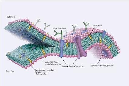 Qu'est-ce que le système de livraison de liposome?