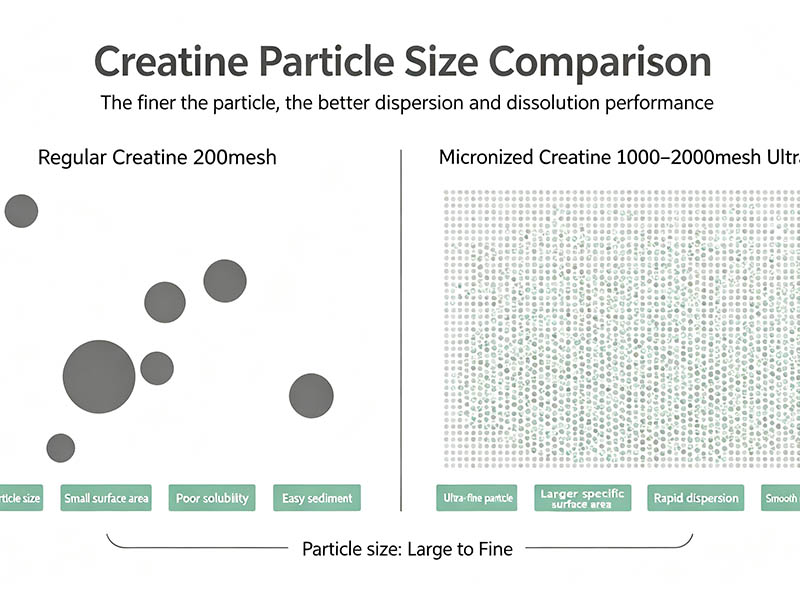 Qu’est-ce que la créatine monohydrate micronisée ? Avantages, taille des particules, fabrication et guide de formulation