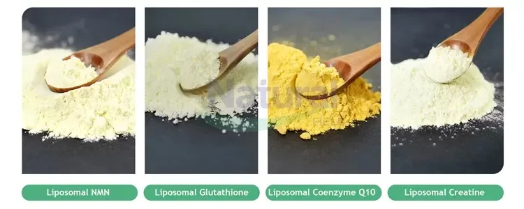 Qu'est-ce que la créatine liposomale en poudre ?