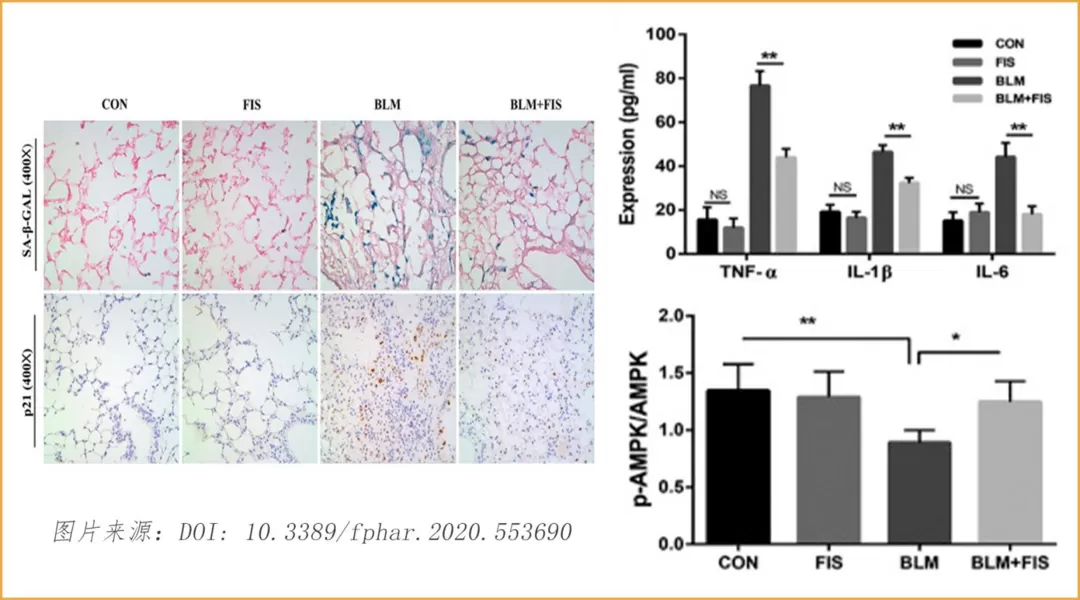 Fisetin for Cellular Health Fisetin for Cellular Health