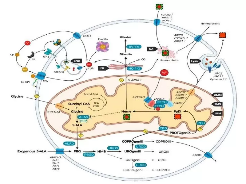 5-ALA: le booster d'énergie secret de vos cellules?