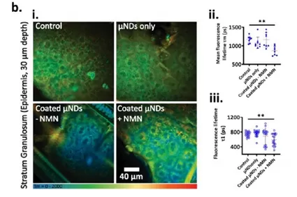NMN: Le taux d'absorption de la peau atteint 86.3% en 24 heures