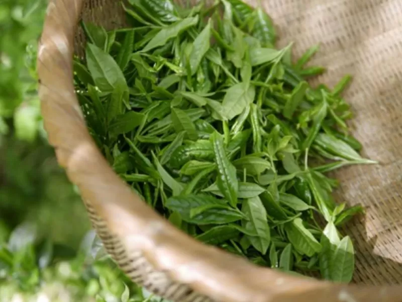 Niacinamide et polyphénols de thé vert: mécanismes scientifiques anti-âge synergiques et avantages multiples