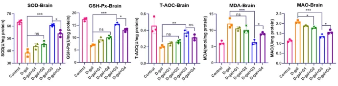 The D-Galactose-Induced Senescence Model The D-Galactose-Induced Senescence Model