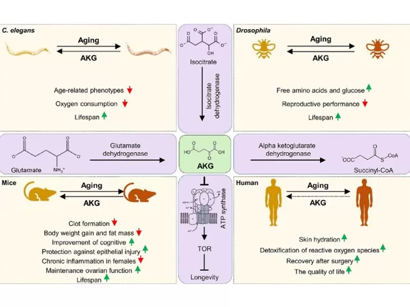 La nouvelle ère anti-âge: décoder l'adversaire du temps (partie 1)