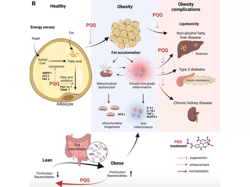 La nouvelle ère anti-âge: décoder l'adversaire du temps (partie 2 PQQ)