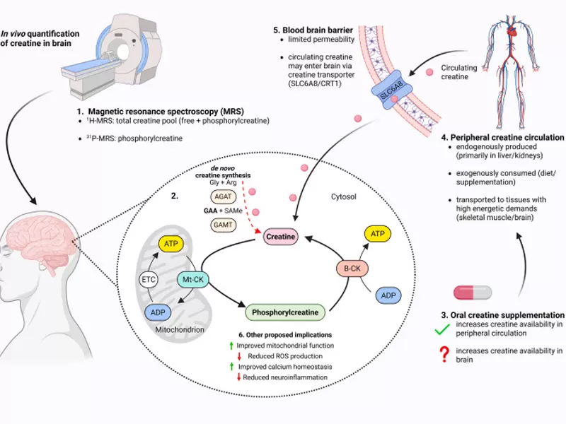 Créatine Monohydratée : Au-delà du gain musculaire — Le nutriment pour la santé cérébrale soutenu par la science.