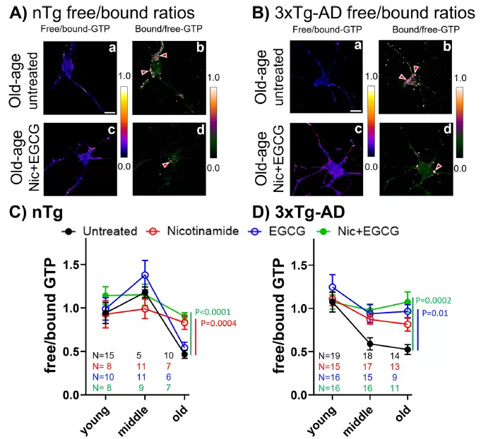 Nicotinamide + EGCG treatment restores neuronal GTP levels Nicotinamide + EGCG treatment restores neuronal GTP levels