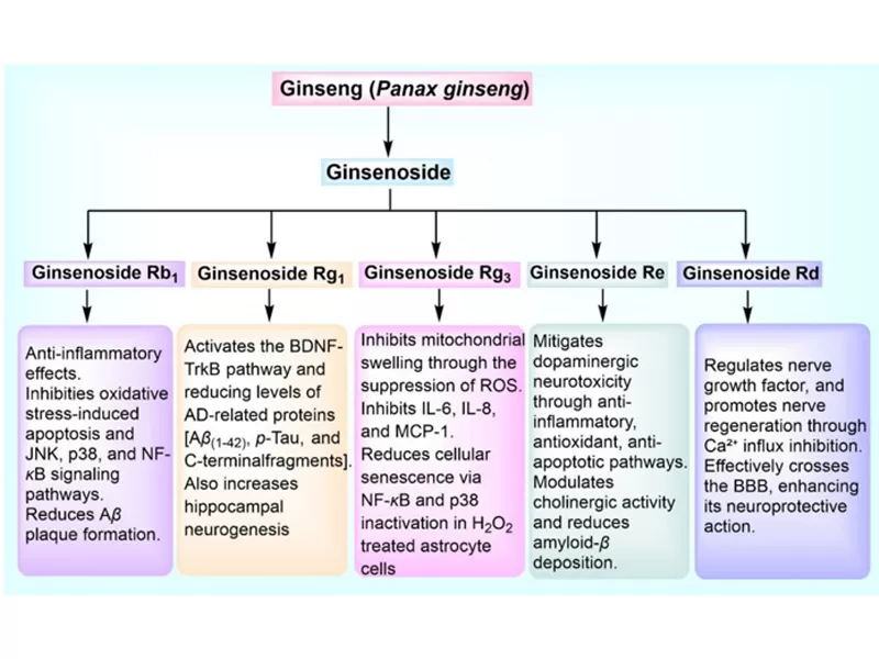 Powerhouses antioxydantes naturelles: curcumine, quercétine, ginsénoside Rg3 et resvératrol