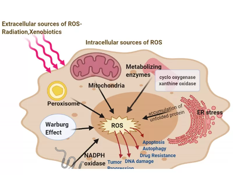 Les mécanismes anti-âge de la quercétine au niveau cellulaire