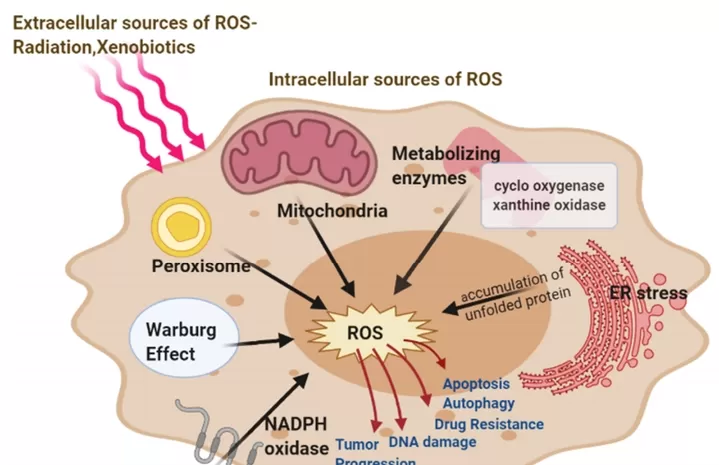 The Anti-aging Mechanisms of Quercetin at the Cellular Level The Anti-aging Mechanisms of Quercetin at the Cellular Level