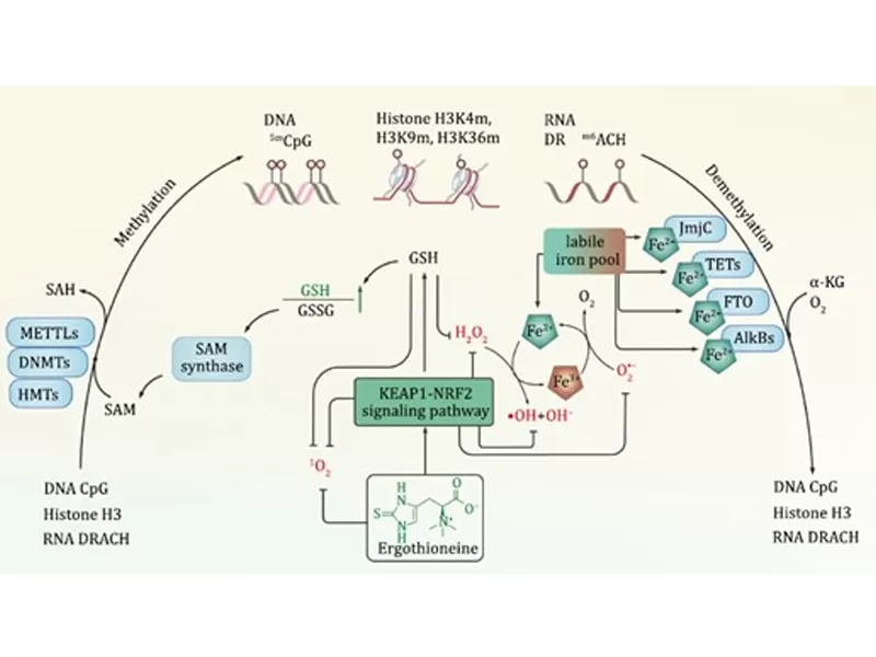 La nouvelle ère de l'anti-âge: décoder l'adversaire du temps (III. Ergothioneine)